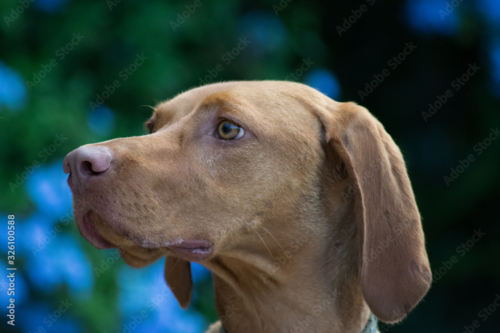 portrait of a dog