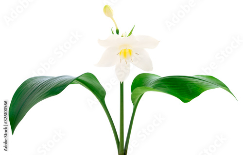 White flower with green leaves.