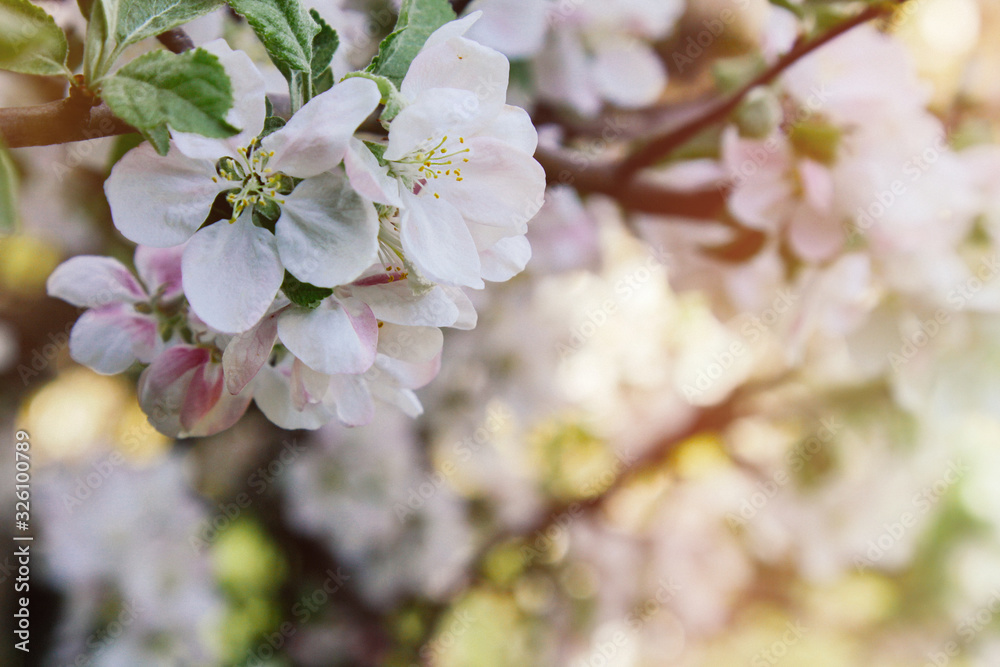 Obraz premium Flowering branch of apple tree, lit by a bright ray of spring sun. Spring flowering of fruit trees. Gardening