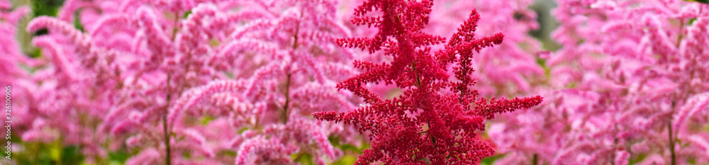 pink flowers in the garden