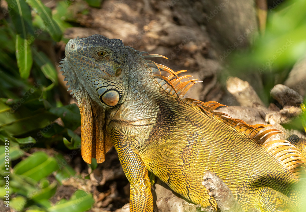 Adult Green Iguana in a Florida Wetland Adult Green Iguana in a Florida Wetland