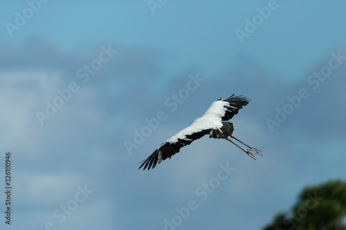 Wood Stork in a Florida Wetland