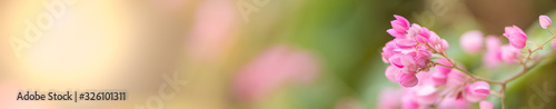 Close up of nature view pink flower on blurred greenery background under sunlight with bokeh and copy space using as background natural plants landscape, ecology cover concept.