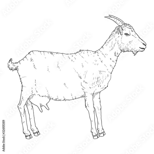 Vector Sketch Goat. Side View Illustration