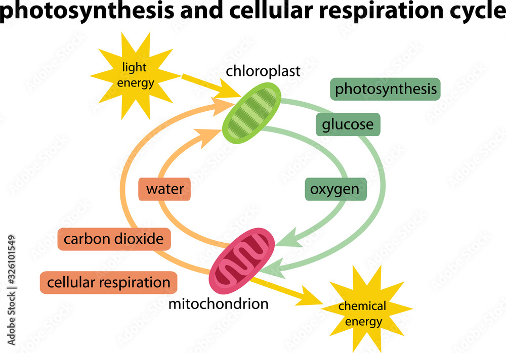 Diagram Of Photosynthesis Respiration Cycle Stock Vector Adobe Stock 3624