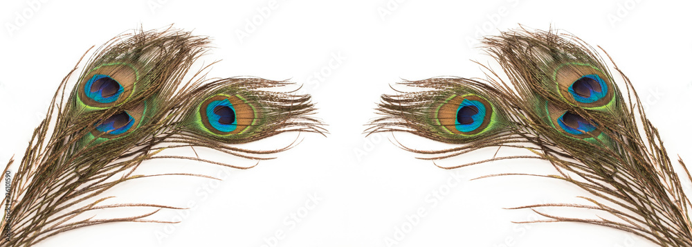 Obraz premium Peacock Feathers on a White Background