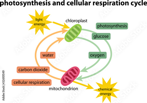 diagram of photosynthesis respiration cycle
