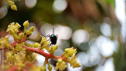 A fly sucking juice from mango flower zoomed focused macro photo