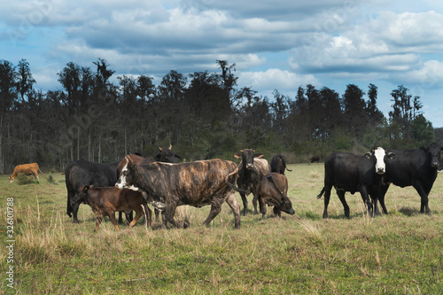 Pasture with various breeds of cows which include Holstein,Hereford,Angus, and Simmental © Photoman