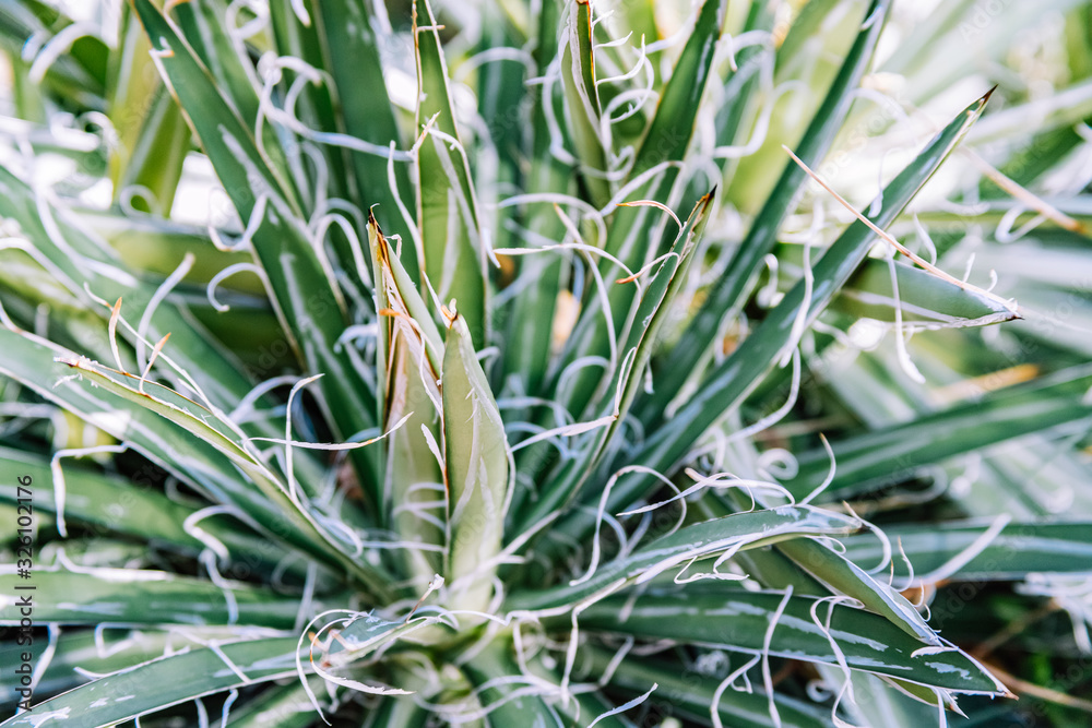 Mexican agave plant in botanical garden, close up Mexican agave plant in botanical garden, close up