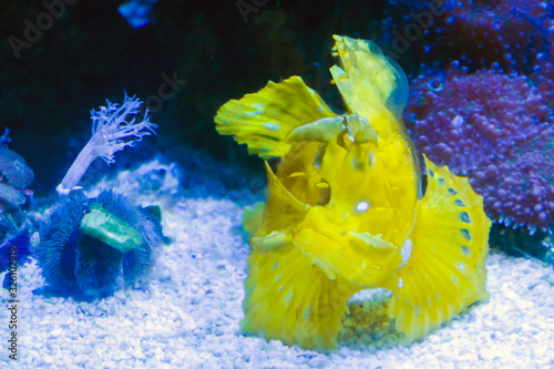 Twospot turkeyfish or ocellated lionfish in the water photo