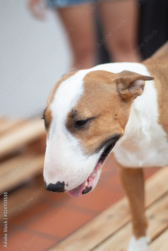  The English Bull Terrier or Bull Terrier is a dog breed of the terrier family. They are known for the unique shape of their head and their small eyes in a triangular shape.