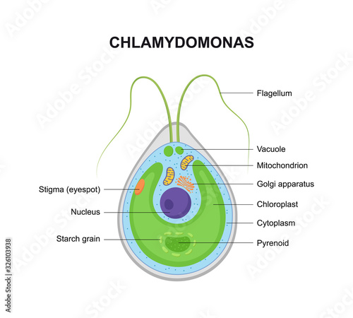 Vector structure of Chlamydomonas. Educational illustration.