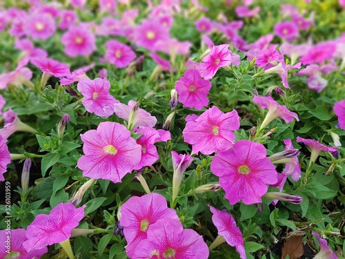 pink flowers in the garden