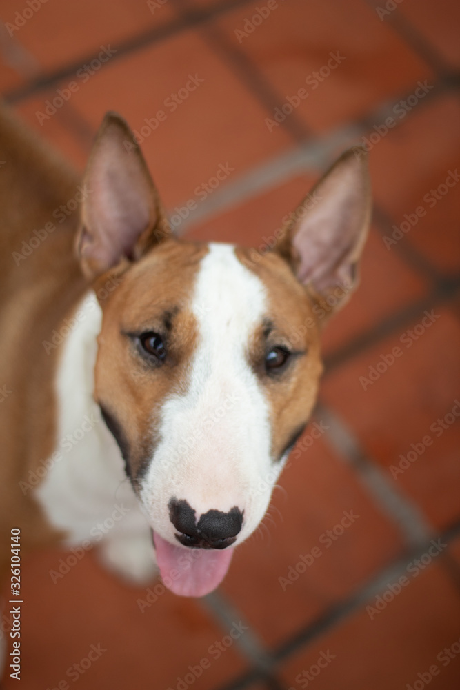The English Bull Terrier or Bull Terrier is a dog breed of the terrier family. They are known for the unique shape of their head and their small eyes in a triangular shape. The English Bull Terrier or Bull Terrier is a dog breed of the terrier family. They are known for the unique shape of their head and their small eyes in a triangular shape.