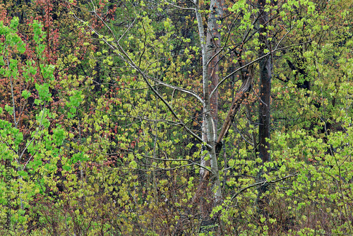 Spring landscape of forest , Lake Doster, Michigan, USA photo