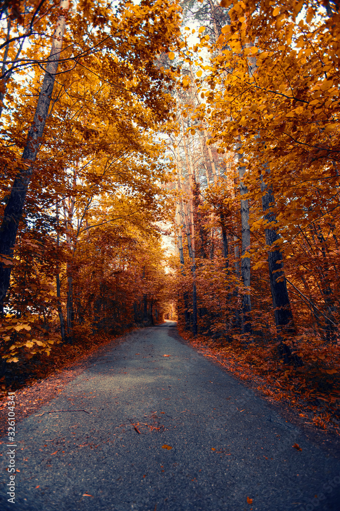 path in autumn forest 