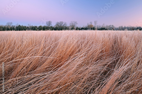 Winter landscape of frosted tall grass prairie at dawn, Fort Custer State Park, Michigan, USA photo