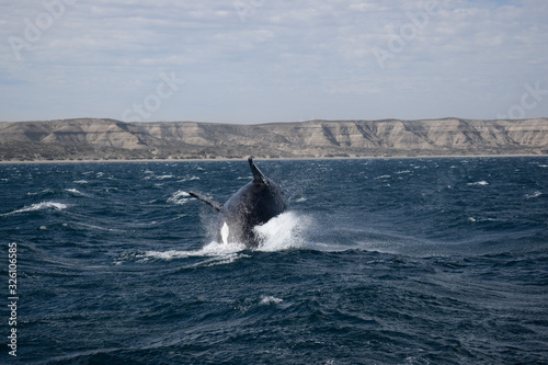 killer whale © Pablo