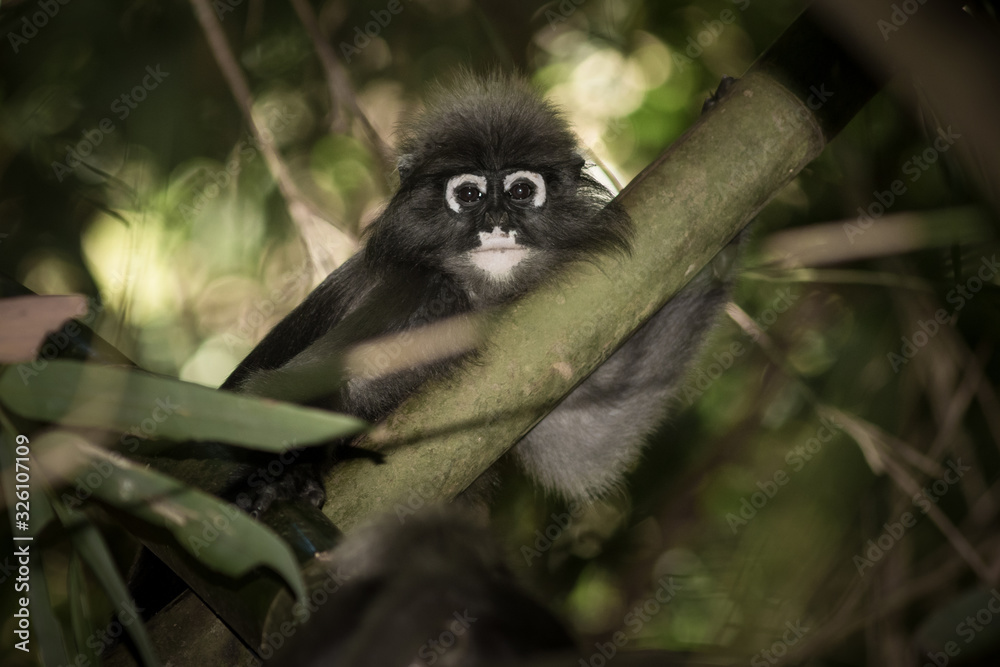 Obraz premium Dusky Langur.