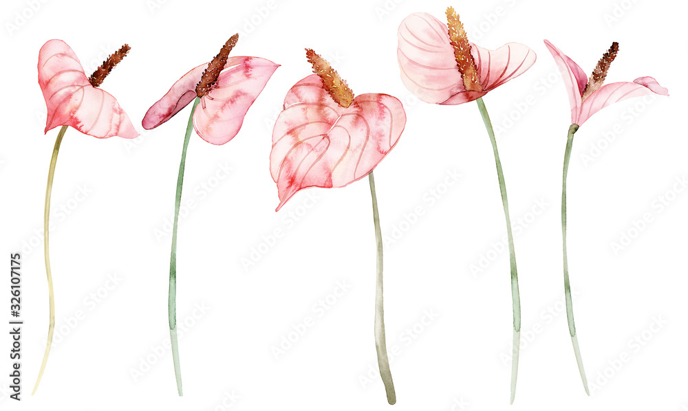 Watercolor anthuriums on a white background set of flowers Watercolor anthuriums on a white background set of flowers