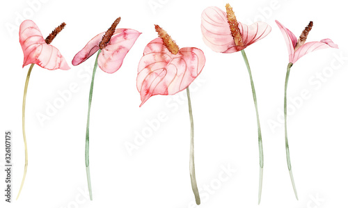 Tableau sur toile Watercolor anthuriums on a white background set of flowers