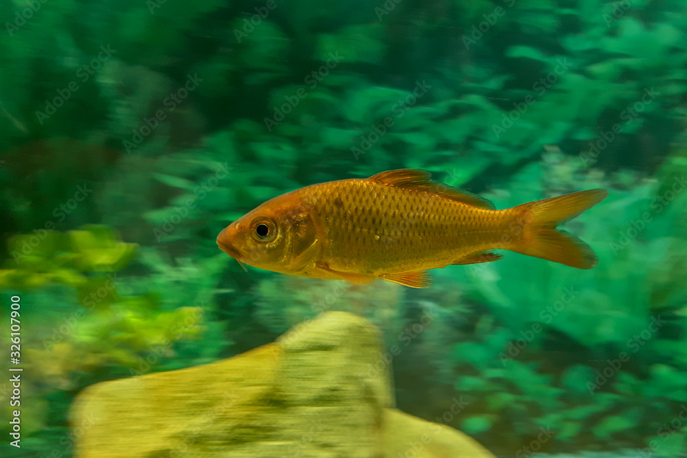 A Young Bronze Carp Swimming Through the Water A Young Bronze Carp Swimming Through the Water