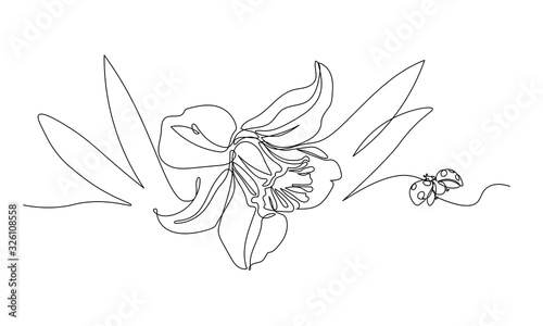 narcissus flower & ladybug, symbol of spring, youth, easter, ornament & pattern for wedding cards, vector illustration with black single contour line isolated on white background in hand drawn style