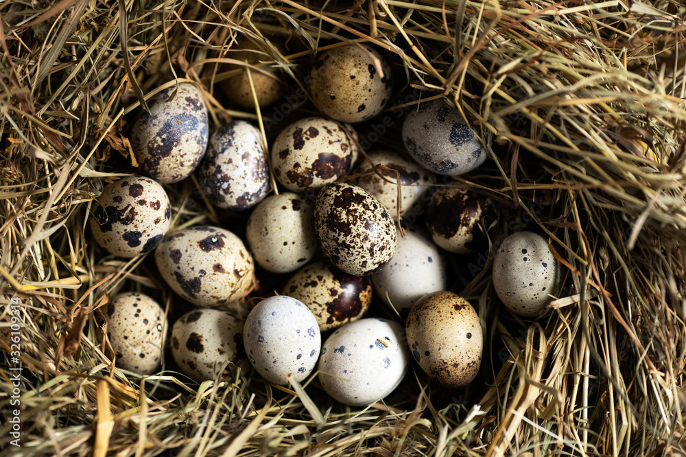 Bird farm. Quail eggs on hay in the nest. Easter background Bird farm. Quail eggs on hay in the nest. Easter background