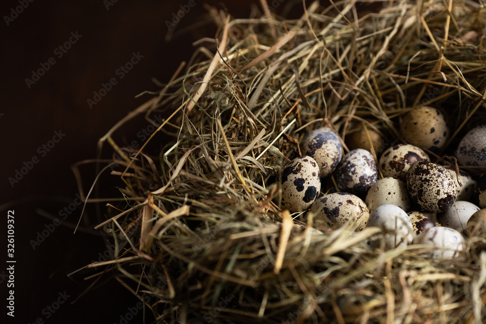 Quail eggs on hay in the nest. Easter background Quail eggs on hay in the nest. Easter background