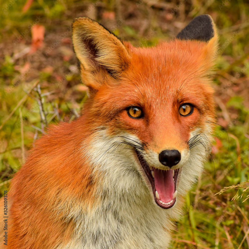 Obraz premium Red fox animal in wildlife vulpes 