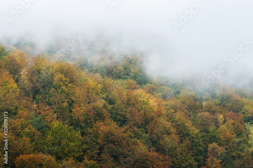 Autumn landscape scene. Autumn forest fall in fog
