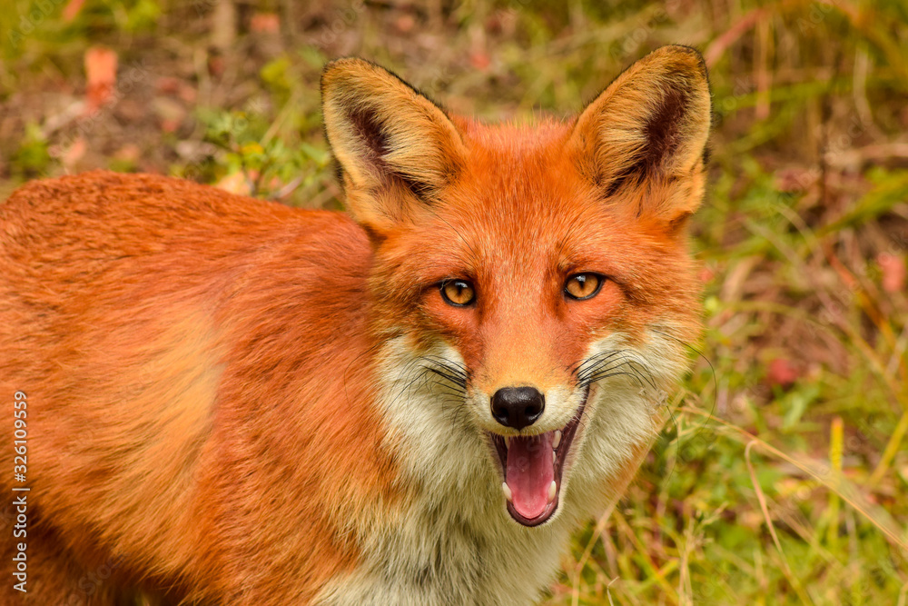 Fototapeta premium Red fox animal in wildlife vulpes 