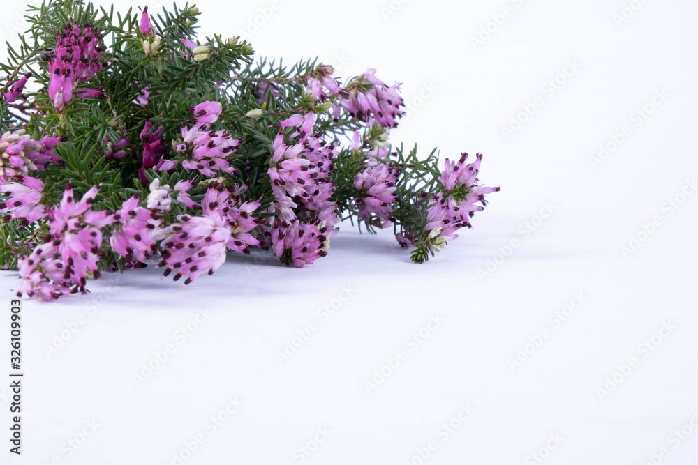 Obraz premium green branches of spring pink flowers lie on a table