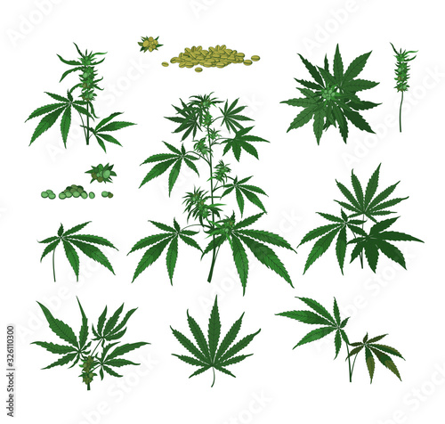 Cannabis plants, seeds, branches, dry and fresh green leaves. Color drawings isolated on white. Vector illustration set for marijuana, hemp, weed, health, drugs concept
