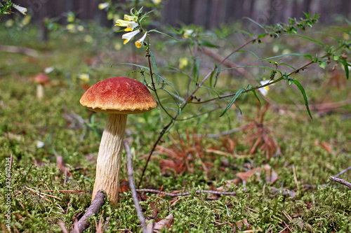 Bay bolete photo