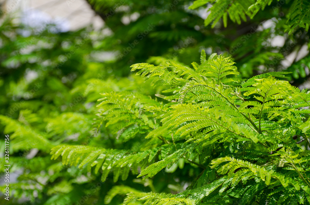 Royal Poinciana or Delonix Regia green leaves Royal Poinciana or Delonix Regia green leaves