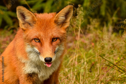 Red fox animal in wildlife vulpes  © Mihai