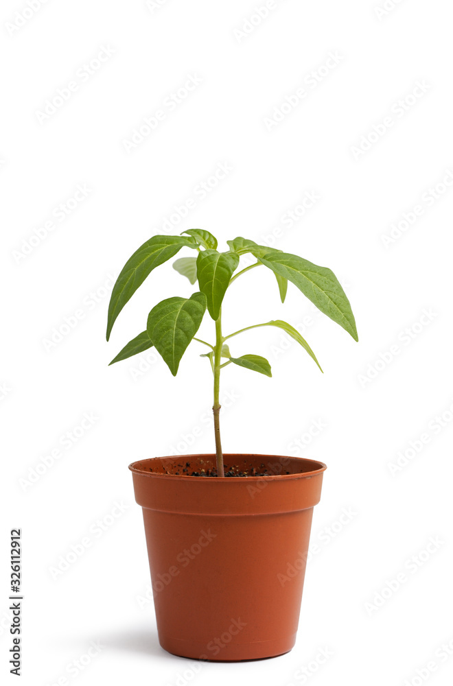 Plant in a flower pot on white table against white background. Small hot pepper seedlings. Plant in a flower pot on white table against white background. Small hot pepper seedlings.