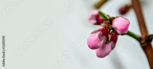 pink flowers on twig,peach on bloom photo