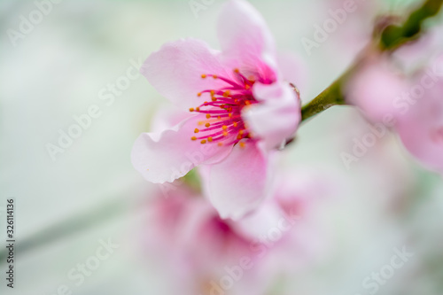 pink flowers on a background photo
