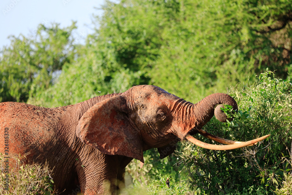 Obraz premium Elephants with red skin because of dust in Tsavo East Nationalpark, Kenya, Africa