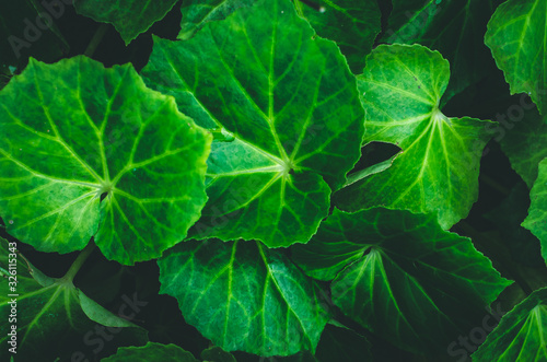 Colorful Abstract background and Texture of Leaf in Garden photo
