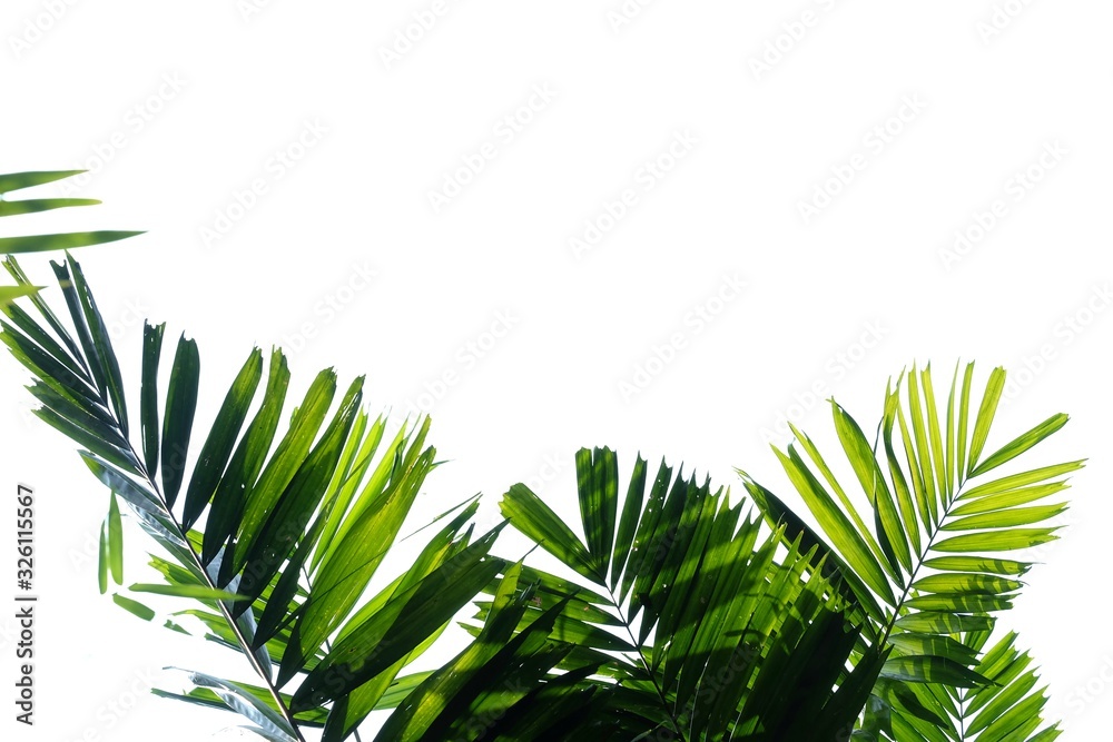 Tropical palm leaves with branches on white isolated background for green foliage backdrop Tropical palm leaves with branches on white isolated background for green foliage backdrop