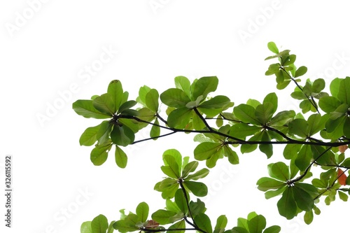 Indian almond leaves with branches on white isolated for green foliage backdrop 