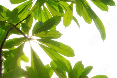 Devil tree leaves with branches and day light on white isolated background for green foliage backdrop © Oradige59