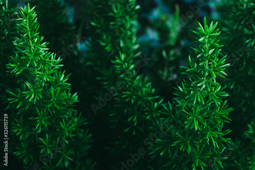 Selective focused on pine tree leaf or fern leaf in dark forest tone.