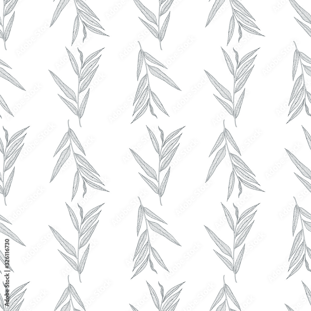 Eucalyptus pattern on a white background. Eucalyptus wrapping paper. Botanical seamless pattern. Sprig of eucalyptus