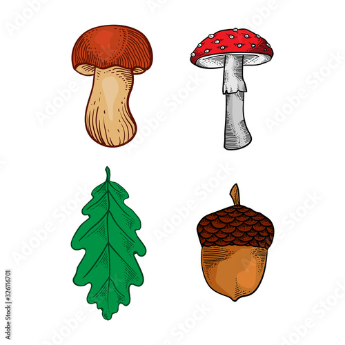 hand drawn mushroom and oak leaf 