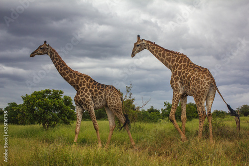 Two giraffe standing in the grass